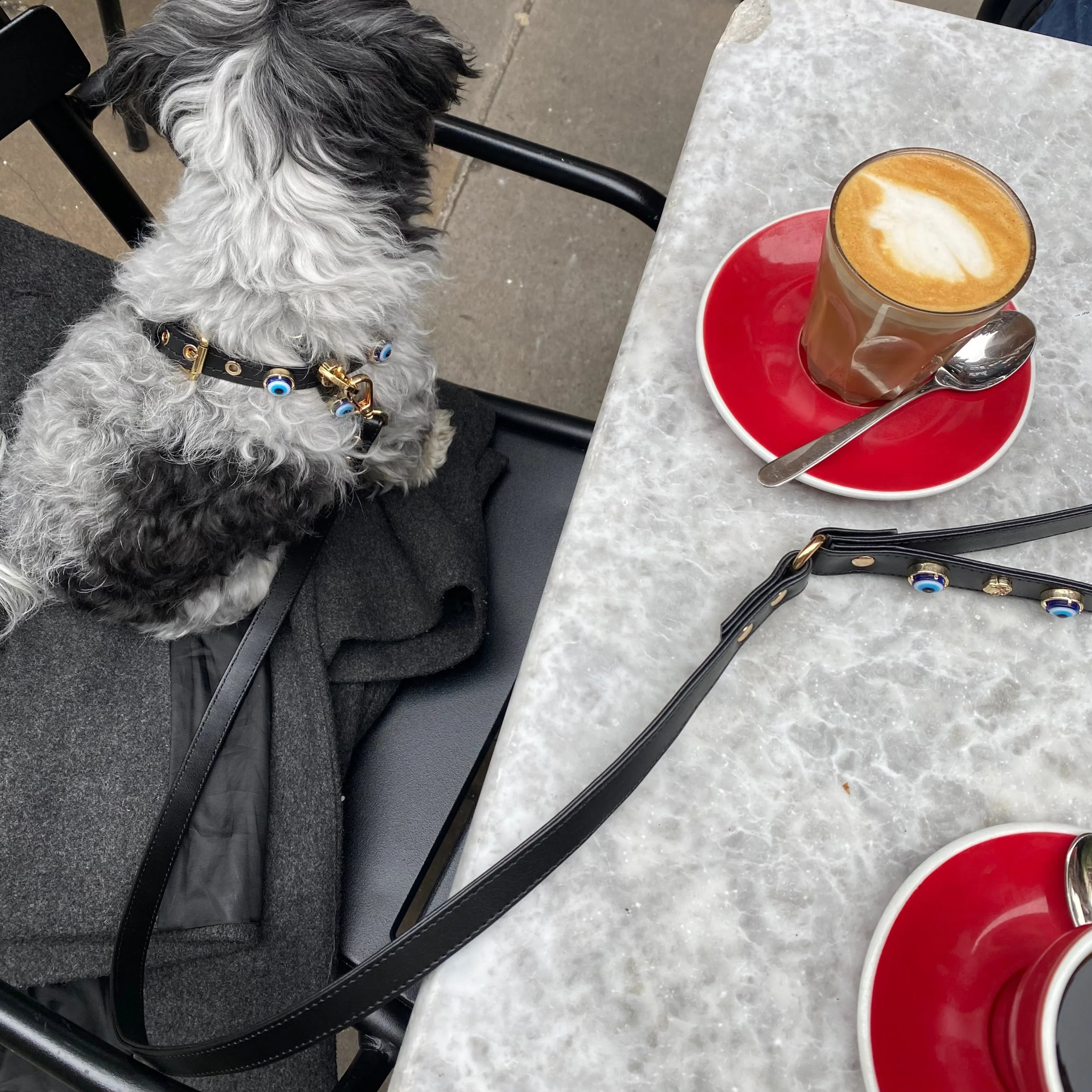 a small dog with Evil Eye Dog Lead Black PAW LONDON sitting next to a cup of coffee