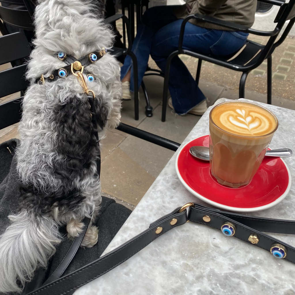 a small dog with Evil Eye Dog Lead Black PAW LONDON sitting next to a cup of coffee