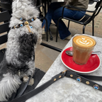 a small dog with Evil Eye Dog Lead Black PAW LONDON sitting next to a cup of coffee
