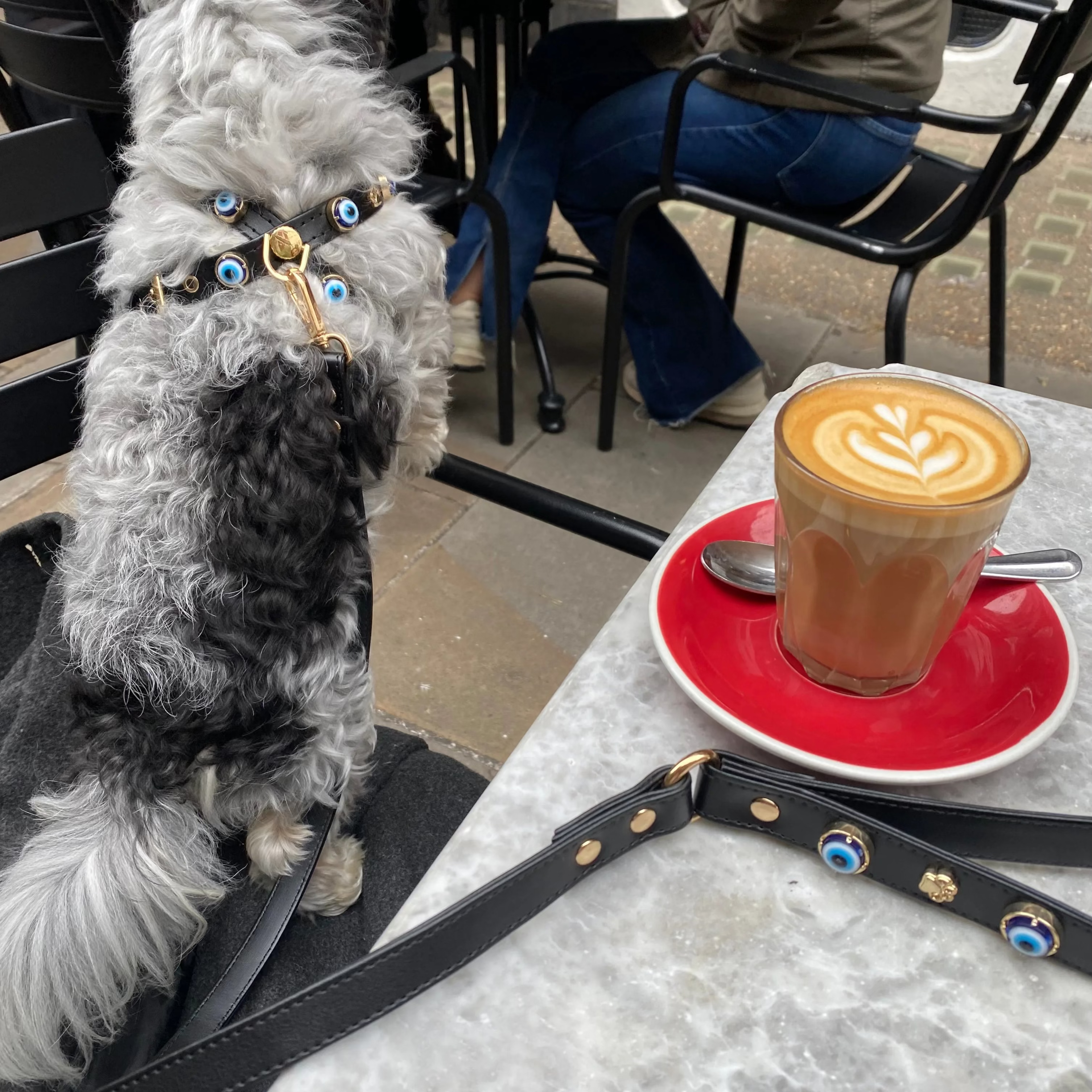 a small dog with Evil Eye Dog Lead Black PAW LONDON sitting next to a cup of coffee