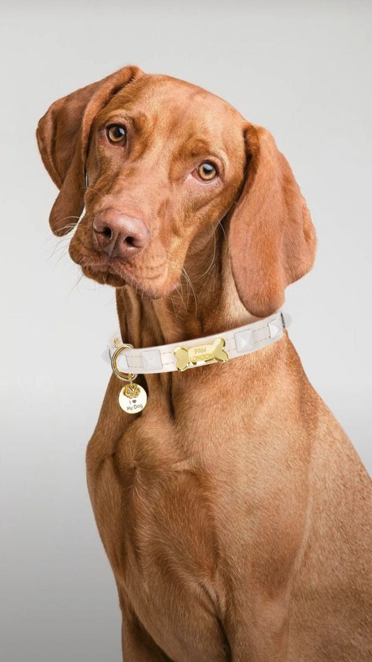 Pawlentino Rockstud Dog Collar | White on White 🪨 PAW LONDON