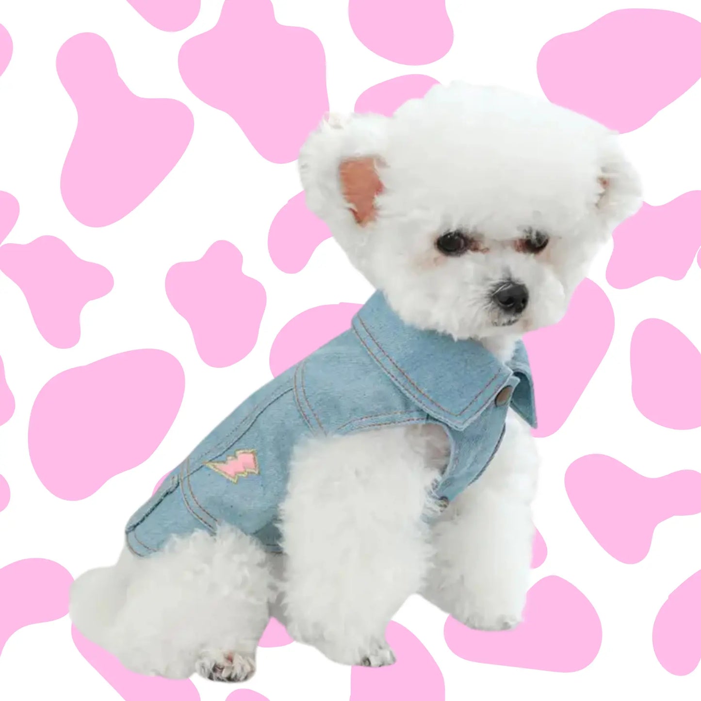a small white dog wearing a jean jacket