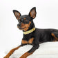 Personalised Collar | Write Your Pet's Name ★ PAW LONDON