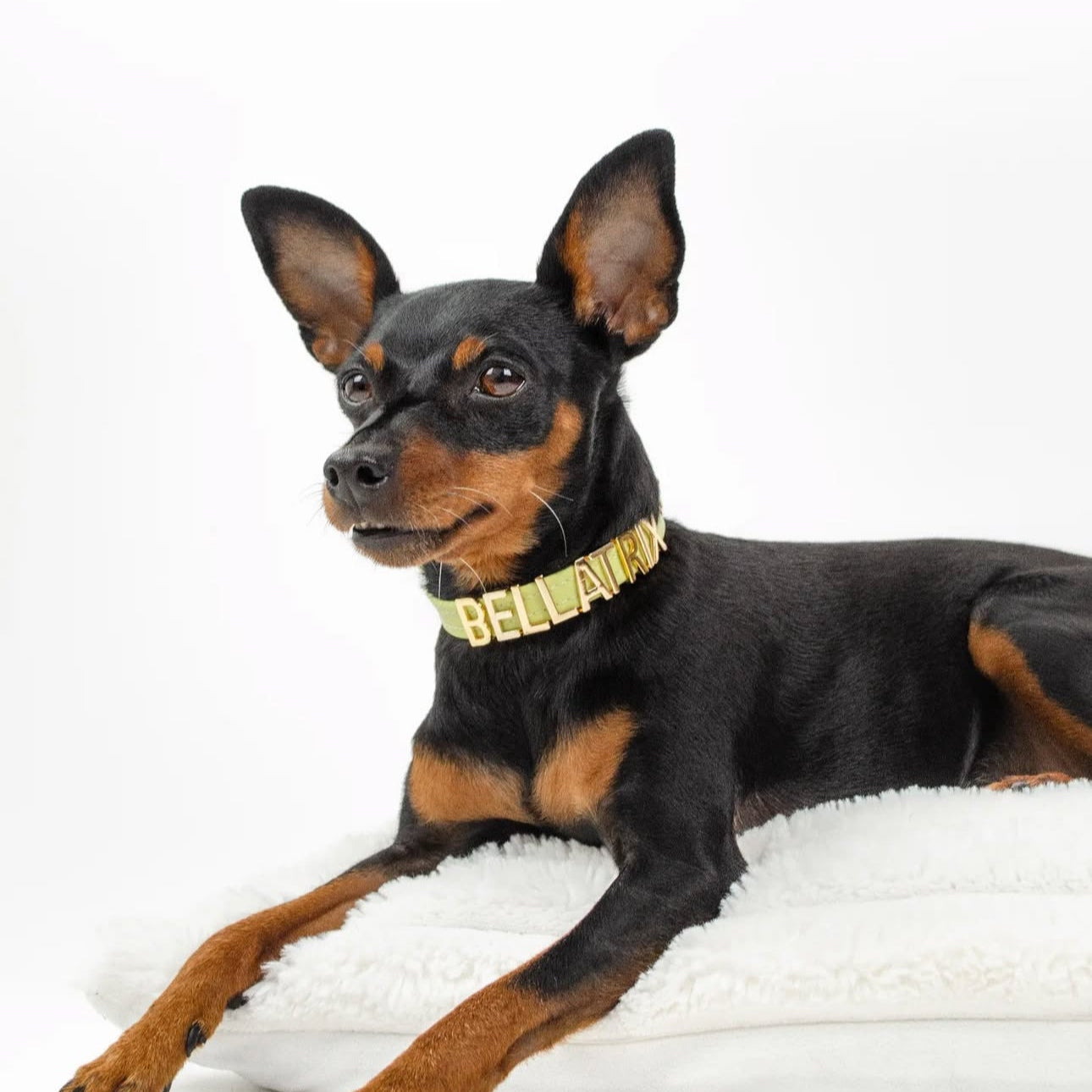 Personalised Collar | Write Your Pet's Name ★ PAW LONDON