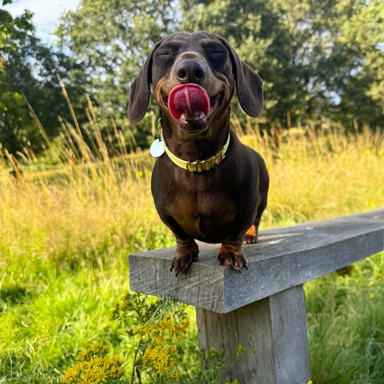 Personalised Collar | Write Your Pet's Name ★ PAW LONDON