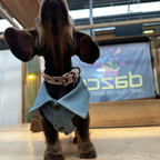 Bow Bone Dog Collar | Pink 🎀 PAW LONDON