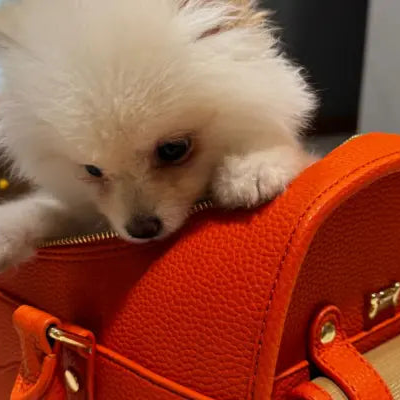 Kelly Airline Approved Pet Travel Carrier Bag | AMSTERDAM 🚀 PAW LONDON