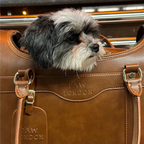 A close-up view of a small dog peeking out from the Kelly Airline Approved Pet Travel Carrier Bag in Chocolate, designed by PAW LONDON. This luxurious airline approved pet carrier showcases elegant vegan-friendly leather, perfect for jet-setting pet owners.