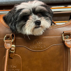 A charming small dog resting its head out of the Kelly Airline Approved Pet Travel Carrier Bag in Chocolate by PAW LONDON. The stylish carrier offers comfort and functionality for pets while complying with airline regulations, making it a must-have for discerning travelers.