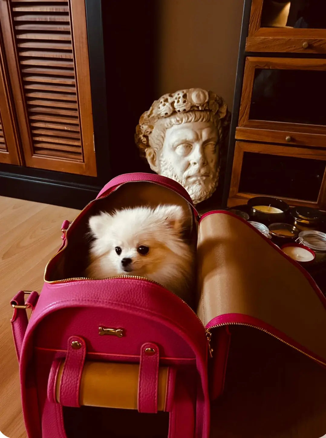 A fluffy white dog sitting inside the Kelly Airline Approved Pet Travel Carrier Bag by PAW LONDON, showcasing the stylish peony design. This airline approved pet carrier blends elegance with functionality.
