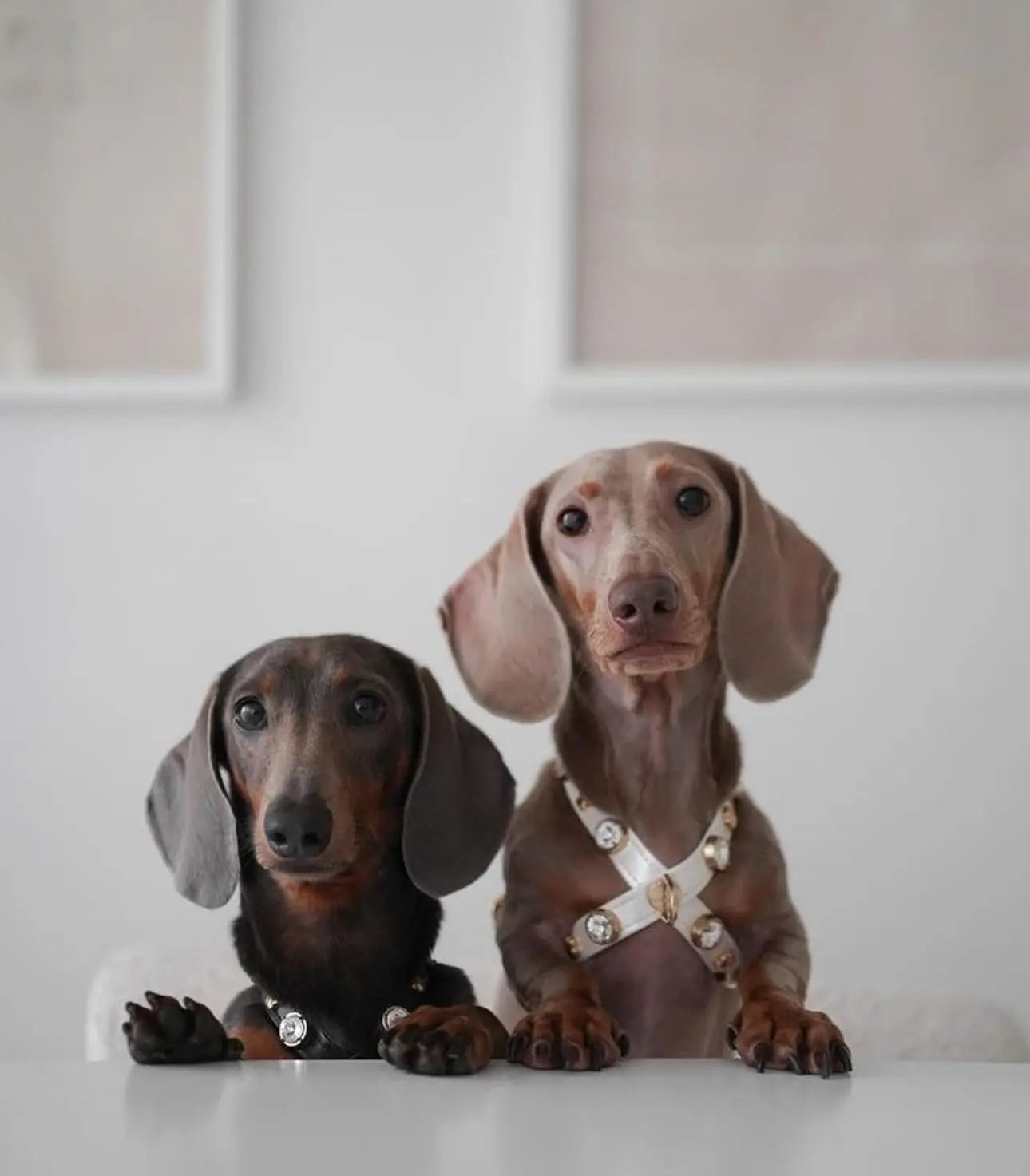 Lily Swarovski Glossy White Dog Harness 💎 - PAW LONDON