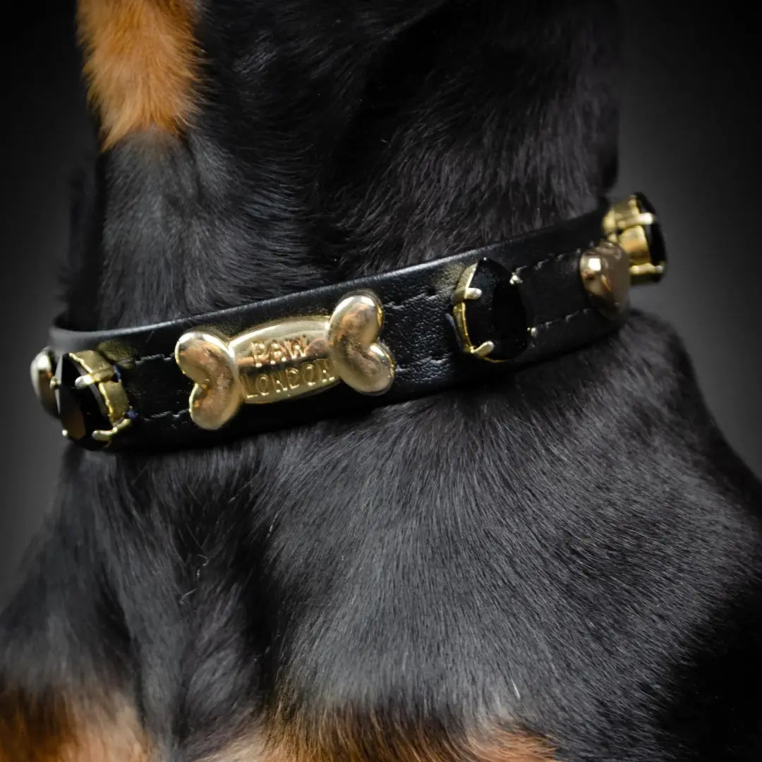 Noho Black Swarovski Dog Collar 💎 PAW LONDON