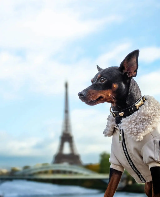 Noho Black Swarovski Dog Collar 💎 PAW LONDON