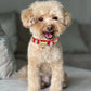 Santa Xmas Red Dog Collar PAW LONDON