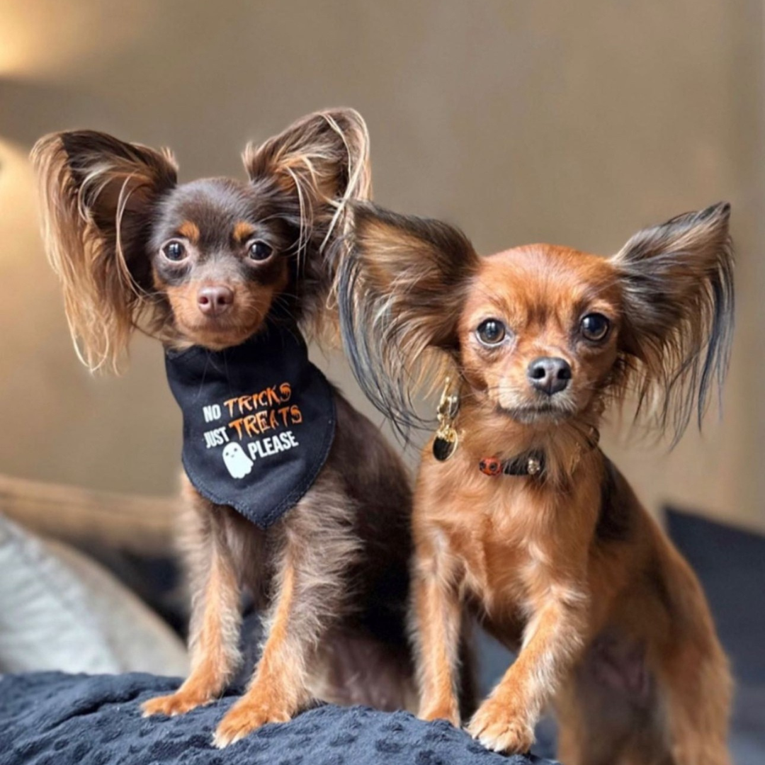 Halloween Slutty Pumpkin Dog Collar 🎃 PAW LONDON