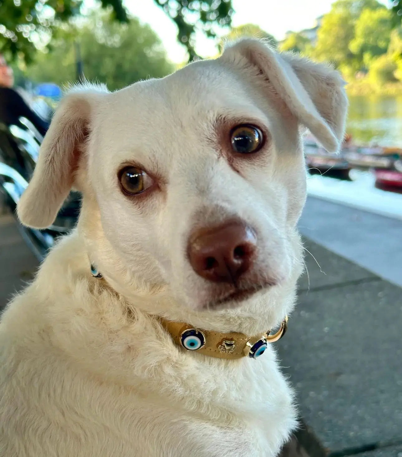 a white dog with blue eyes sitting on a bench with paw london collar