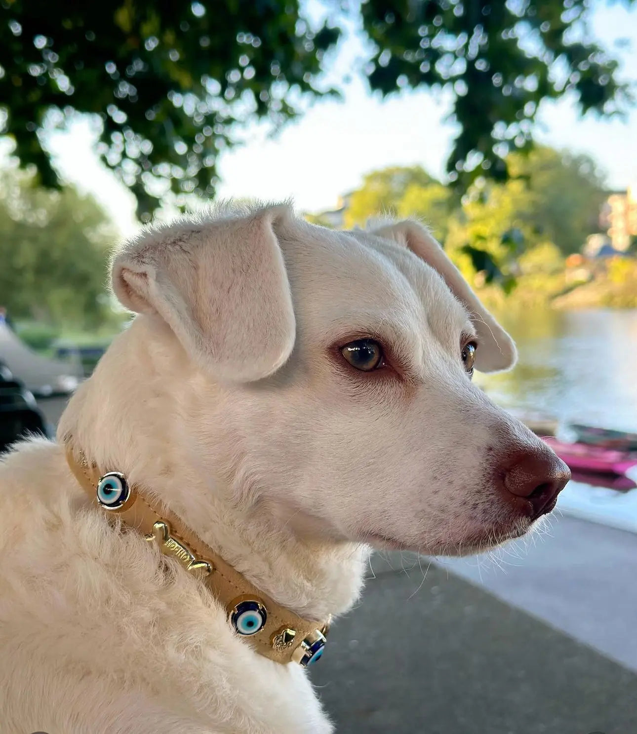 a white dog with blue eyes sitting on a bench with paw london collar