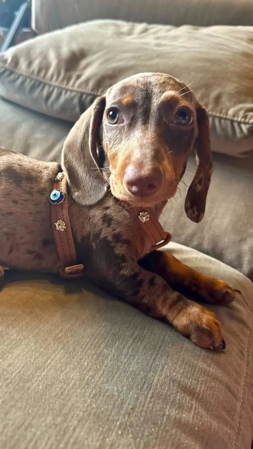 Suede Evil Eye Dog Harness | Brown 🧿 PAW LONDON