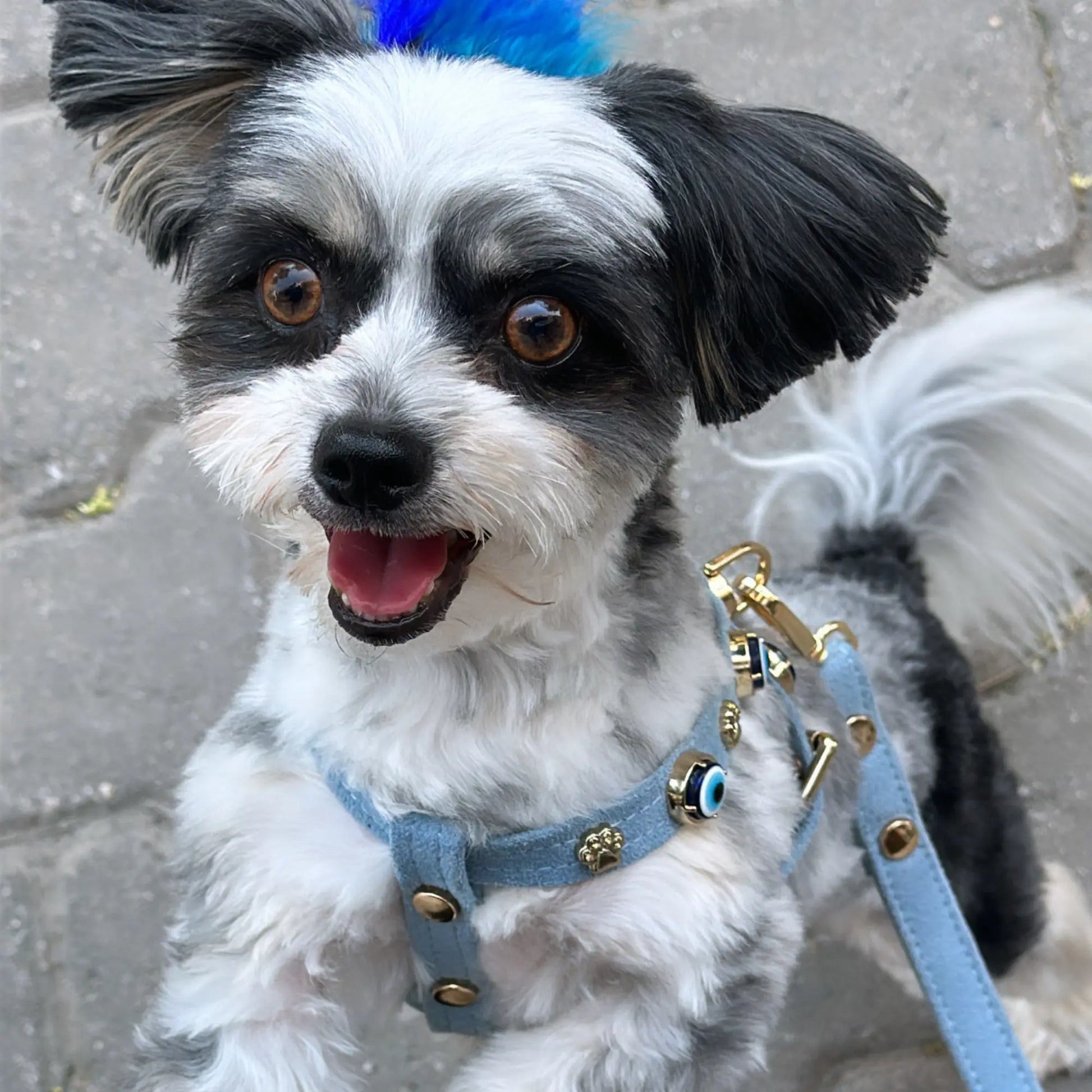 Suede Evil Eye Dog Lead | Azure Blue ⚜️ - PAW LONDON