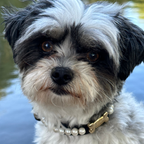 Tahiti Pearl Black Dog Collar PAW LONDON