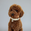 Lily Swarovski glänzend weißes Hundehalsband 💎