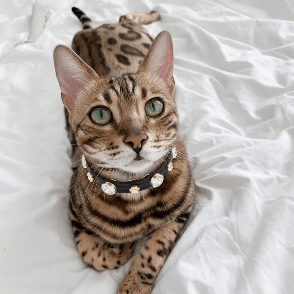 Alex Swarovski® Black Cat Collar - PAW LONDON