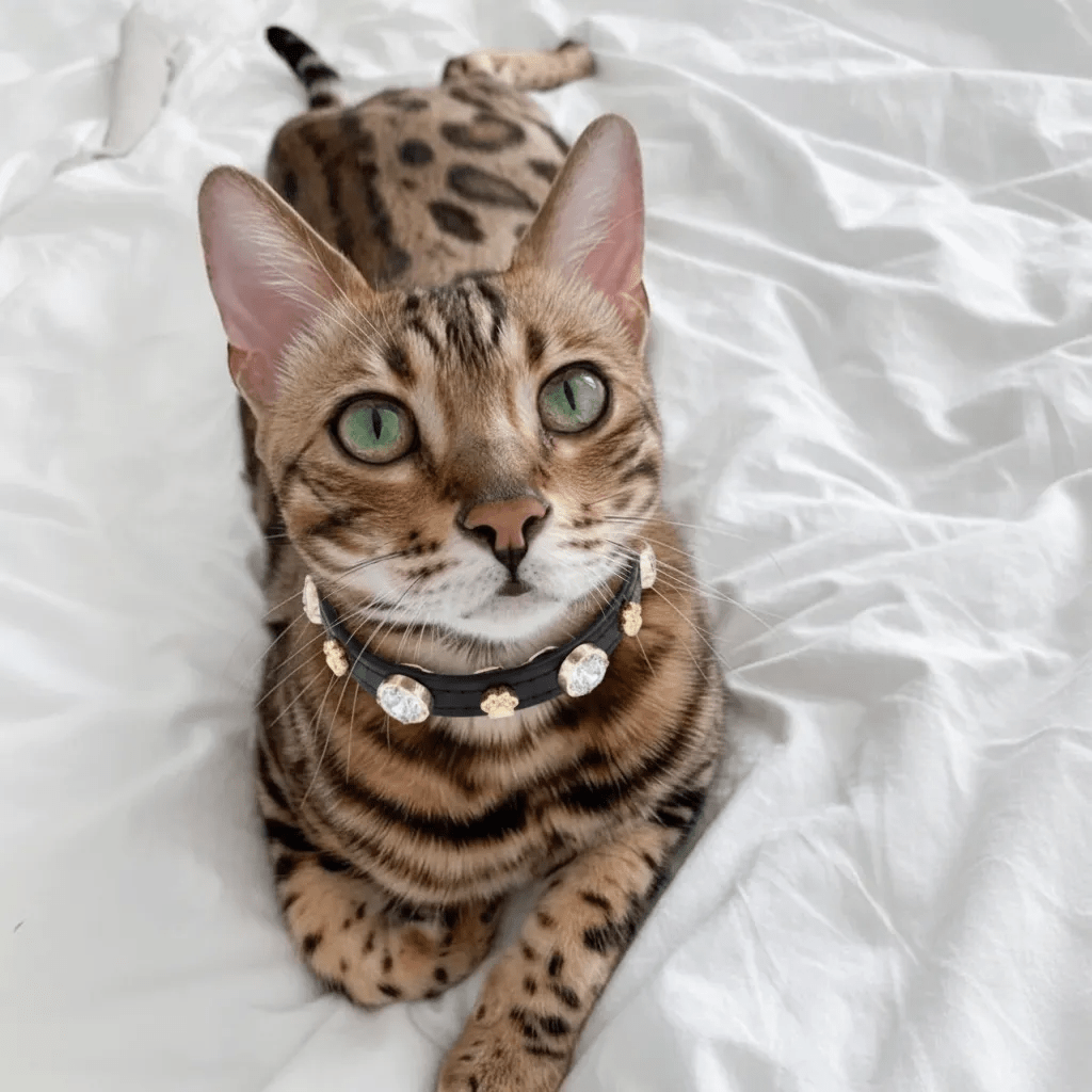 Alex Swarovski Black Cat Collar - PAW LONDON