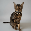 Alex Swarovski® Black Cat Collar - PAW LONDON