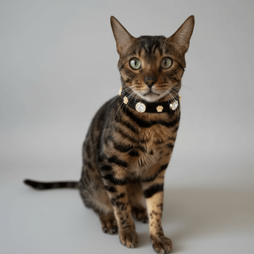 Alex Swarovski® Black Cat Collar - PAW LONDON