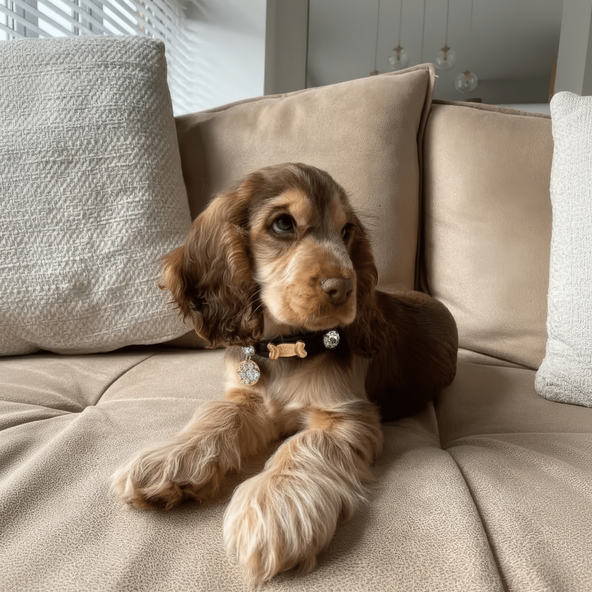 Alex Swarovski Black Dog Collar 💎 - PAW LONDON