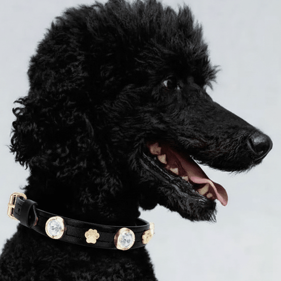 Alex Swarovski Black Dog Collar 💎 - PAW LONDON