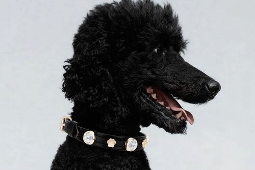 Alex Swarovski Black Dog Collar 💎 - PAW LONDON