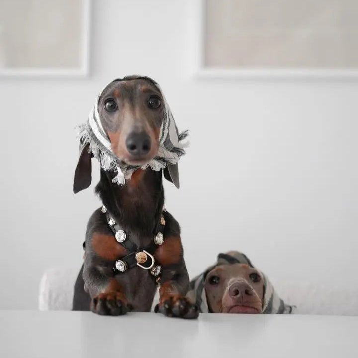 Alex Swarovski Black Dog Harness 💎 - PAW LONDON