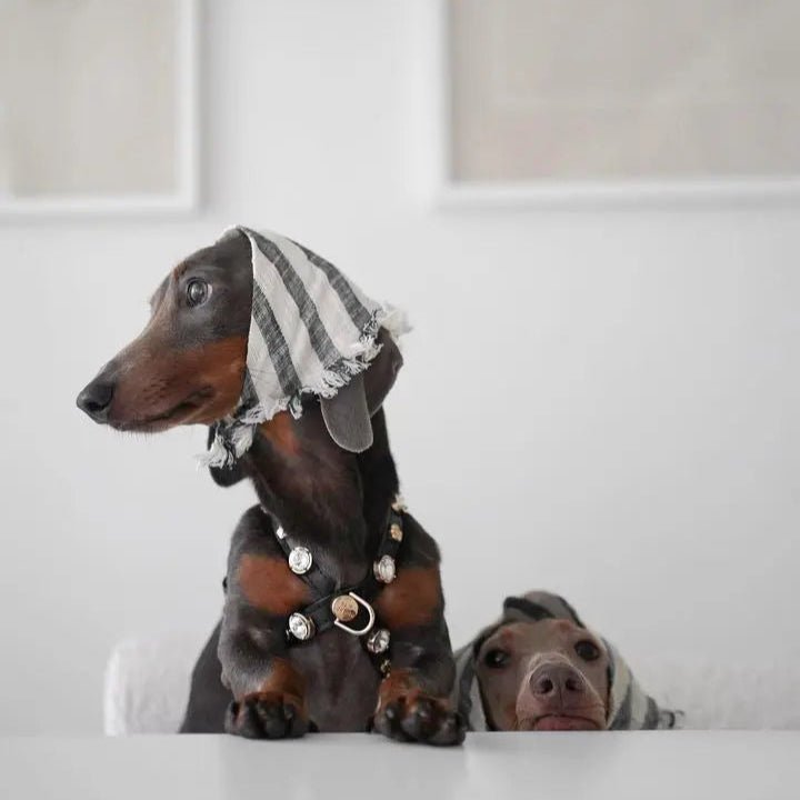 Alex Swarovski Black Dog Harness 💎 - PAW LONDON