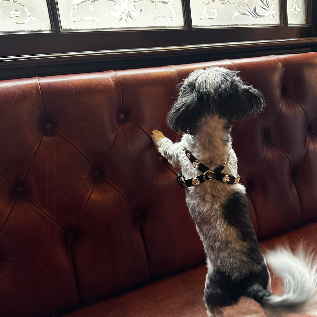 Alex Swarovski Black Dog Harness 💎 - PAW LONDON