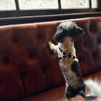 Alex Swarovski Black Dog Harness 💎 - PAW LONDON