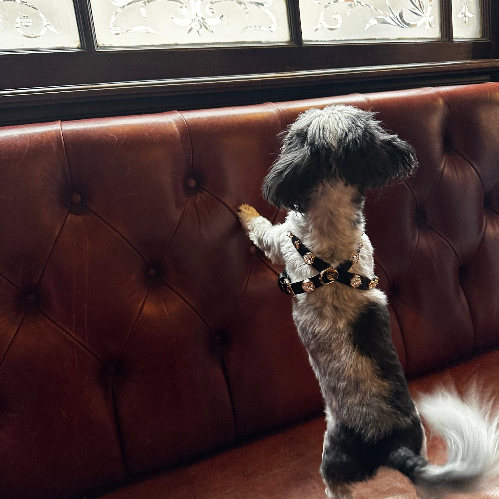 Alex Swarovski Black Dog Harness 💎 - PAW LONDON