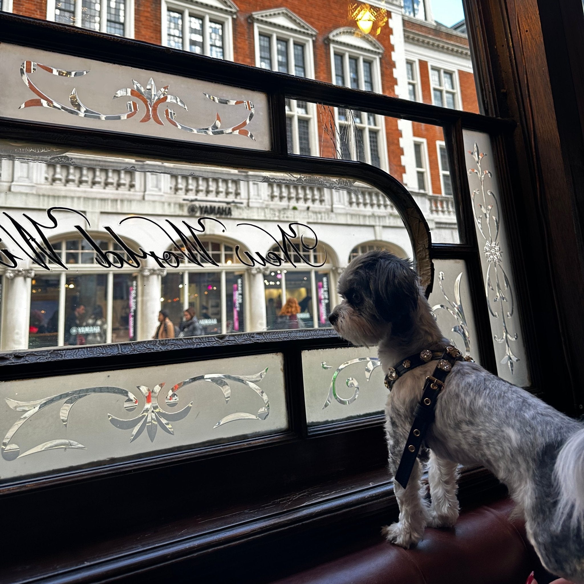 Alex Swarovski Black Dog Harness 💎 - PAW LONDON