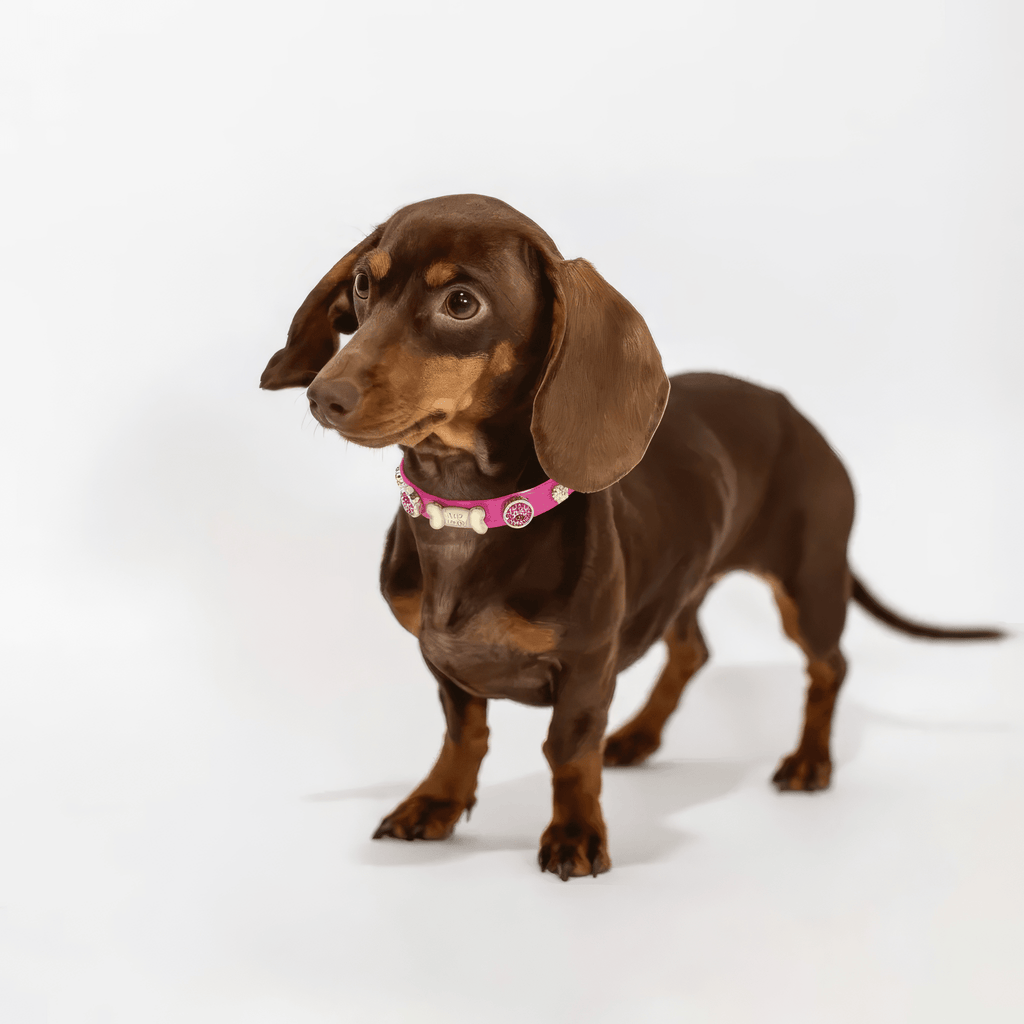 Alice Swarovski® Hot Pink Dog Collar 💎 - PAW LONDON