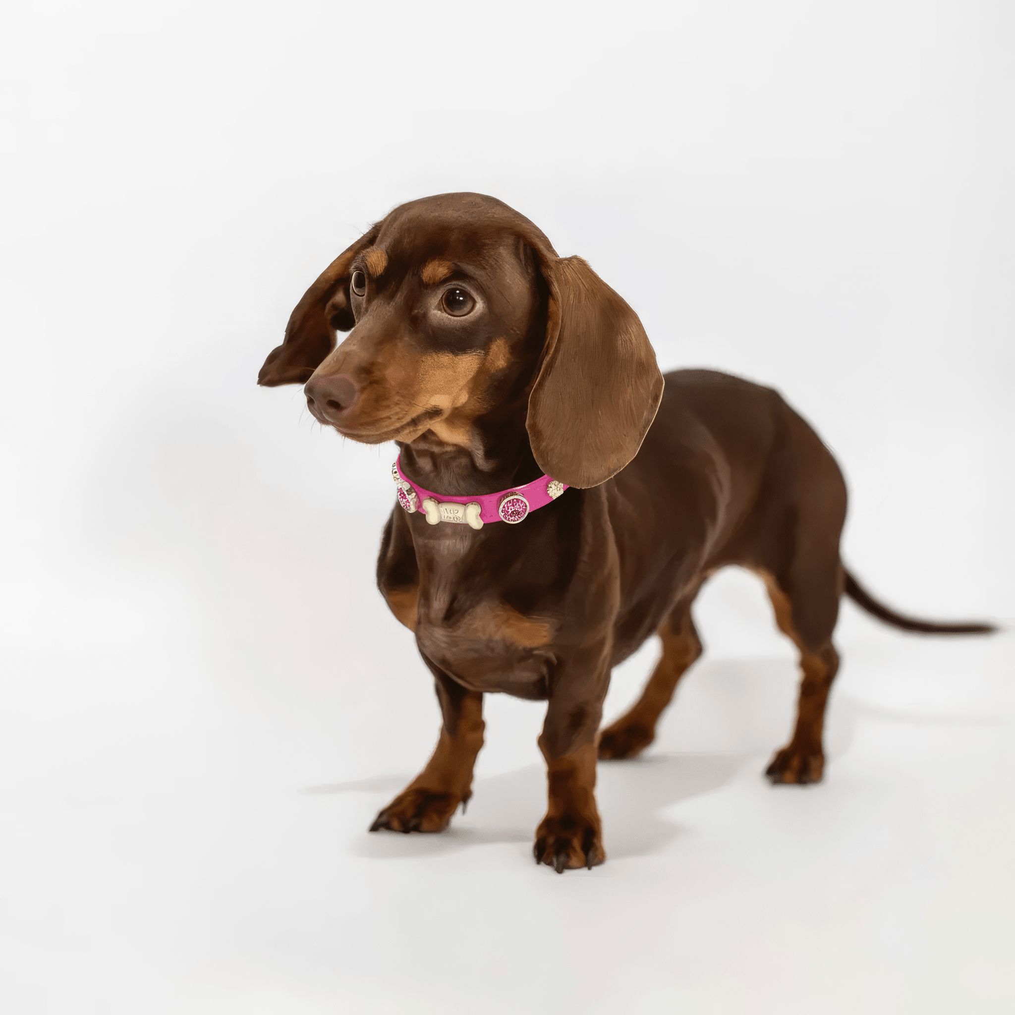 Alice Swarovski® Hot Pink Dog Collar 💎 - PAW LONDON