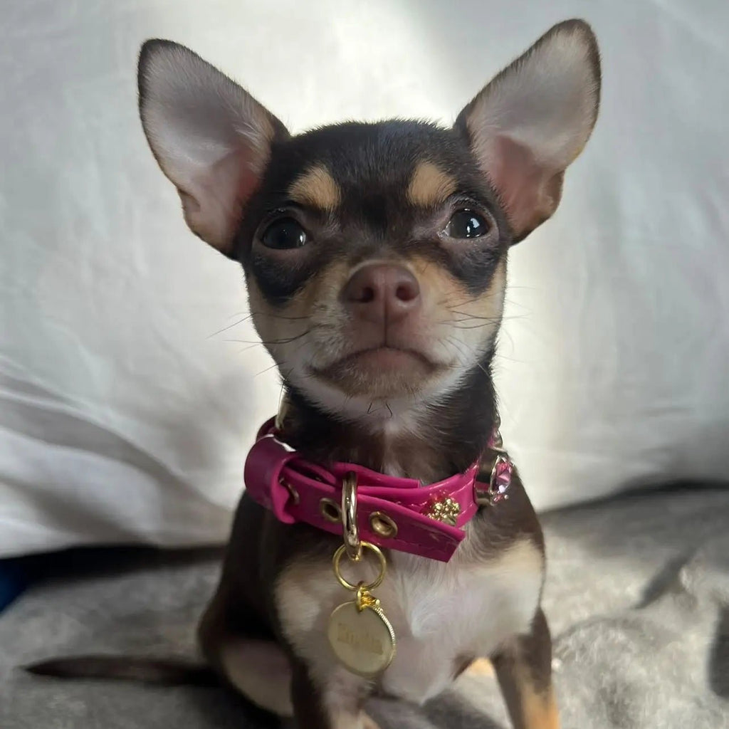 Alice Swarovski® Hot Pink Dog Collar 💎 - PAW LONDON