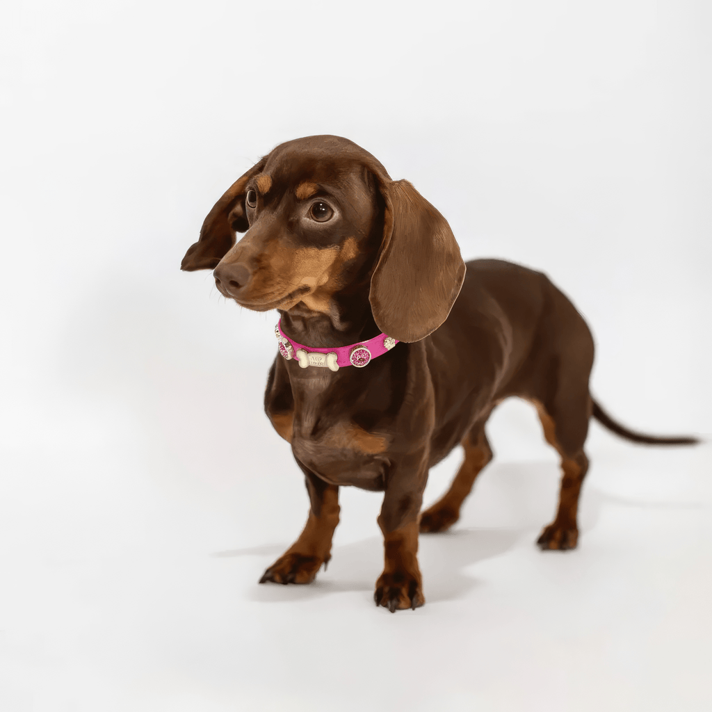 Alice Swarovski Hot Pink Dog Collar 💎 - PAW LONDON
