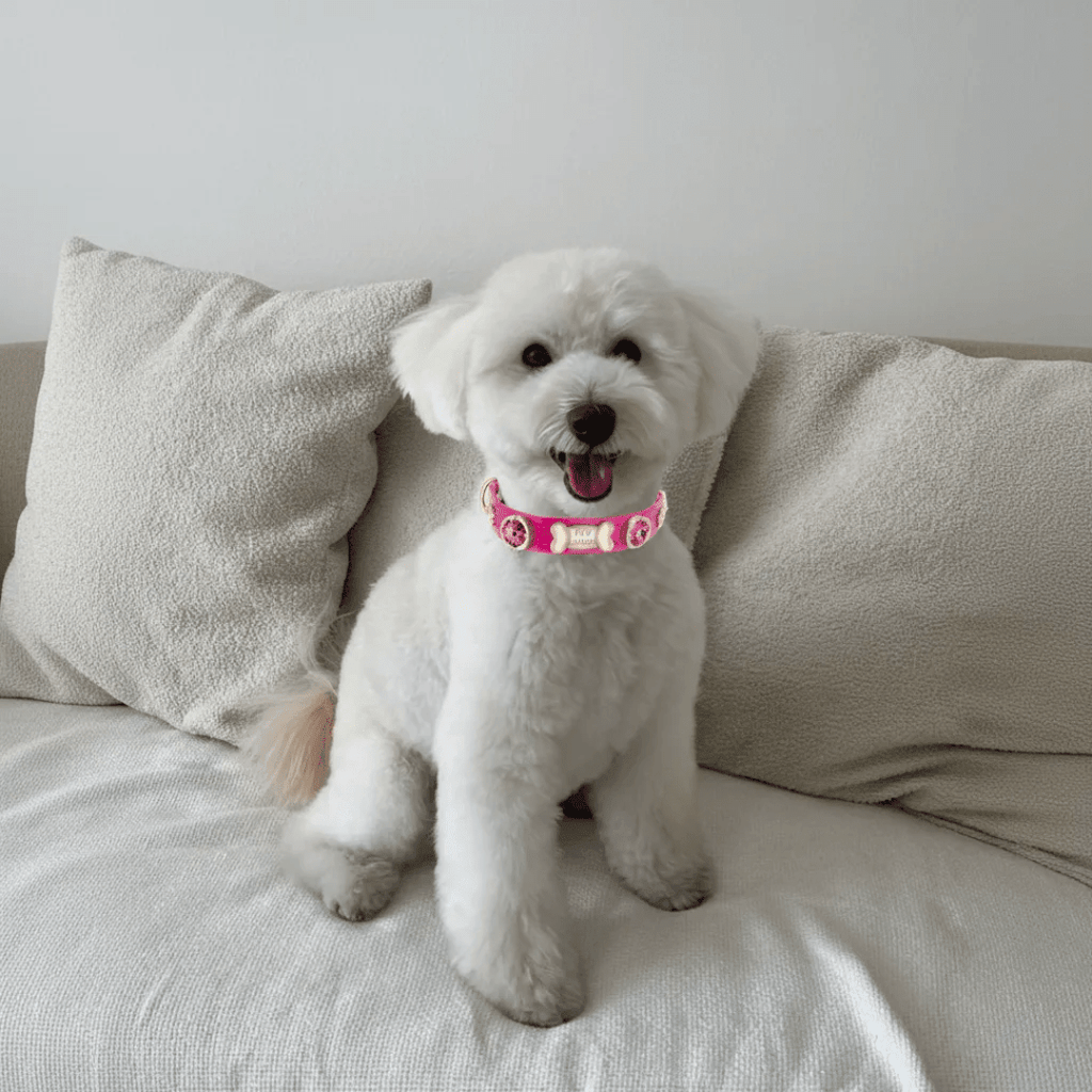 Alice Swarovski® Hot Pink Dog Collar 💎 - PAW LONDON