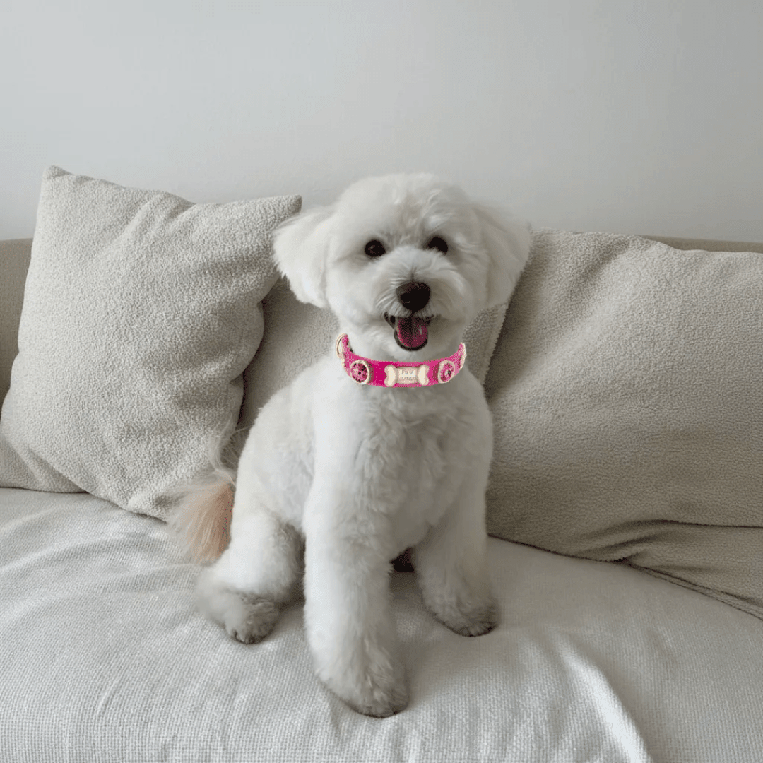 Alice Swarovski® Hot Pink Dog Collar 💎 - PAW LONDON