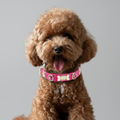 Alice Swarovski Hot Pink Dog Collar 💎 - PAW LONDON