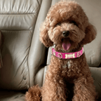 Alice Swarovski Hot Pink Dog Collar 💎 - PAW LONDON