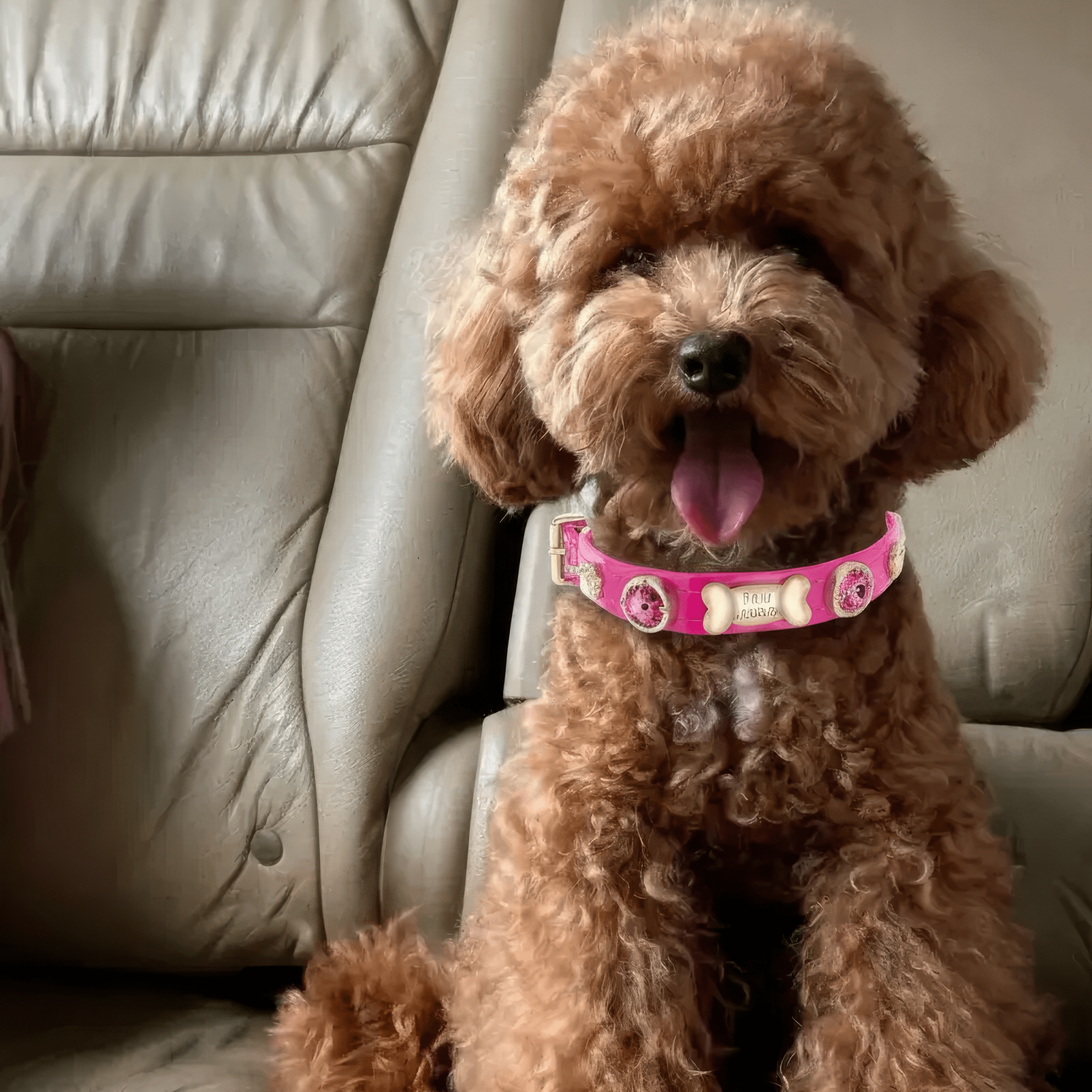 Alice Swarovski Hot Pink Dog Collar 💎 - PAW LONDON