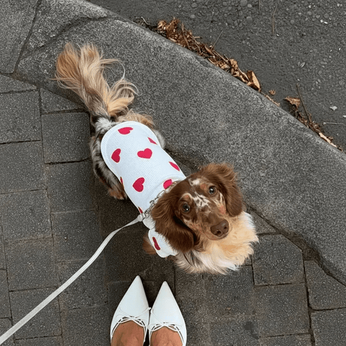 All over Heart Sweat Dog Tee | White ❤️‍🔥 - PAW LONDON