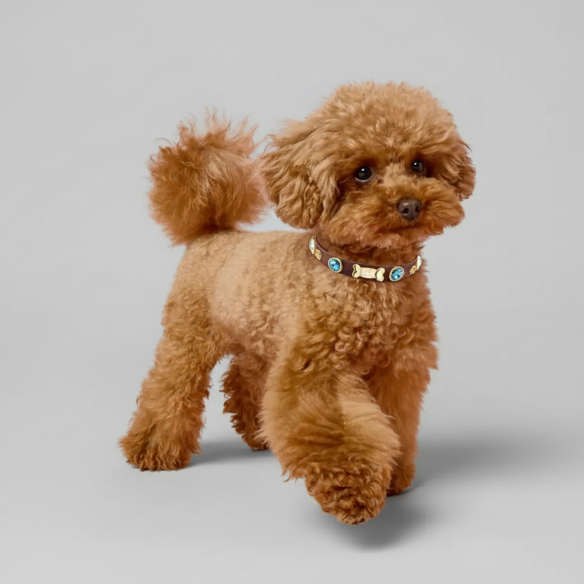 Braunes Hundehalsband von Rene Swarovski 💎