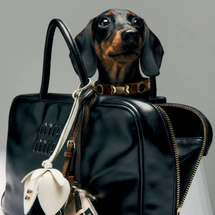 Leopard Swarovski Dog Collar 🐆